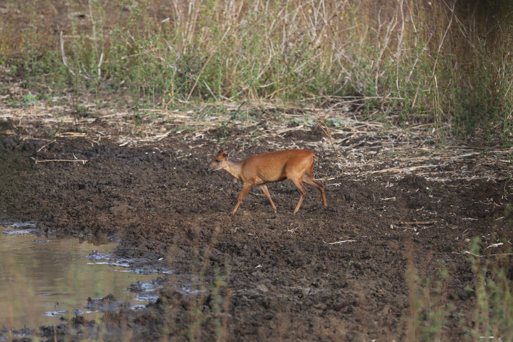 Red Duiker