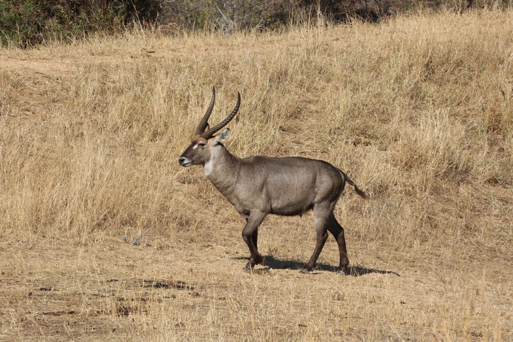 Waterbuck