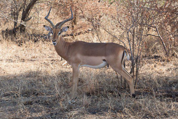 Impala