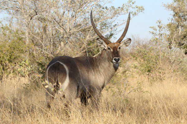 Waterbuck