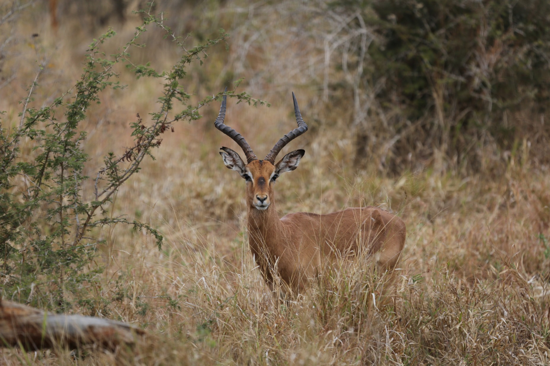Lategan Safaris – Gallery