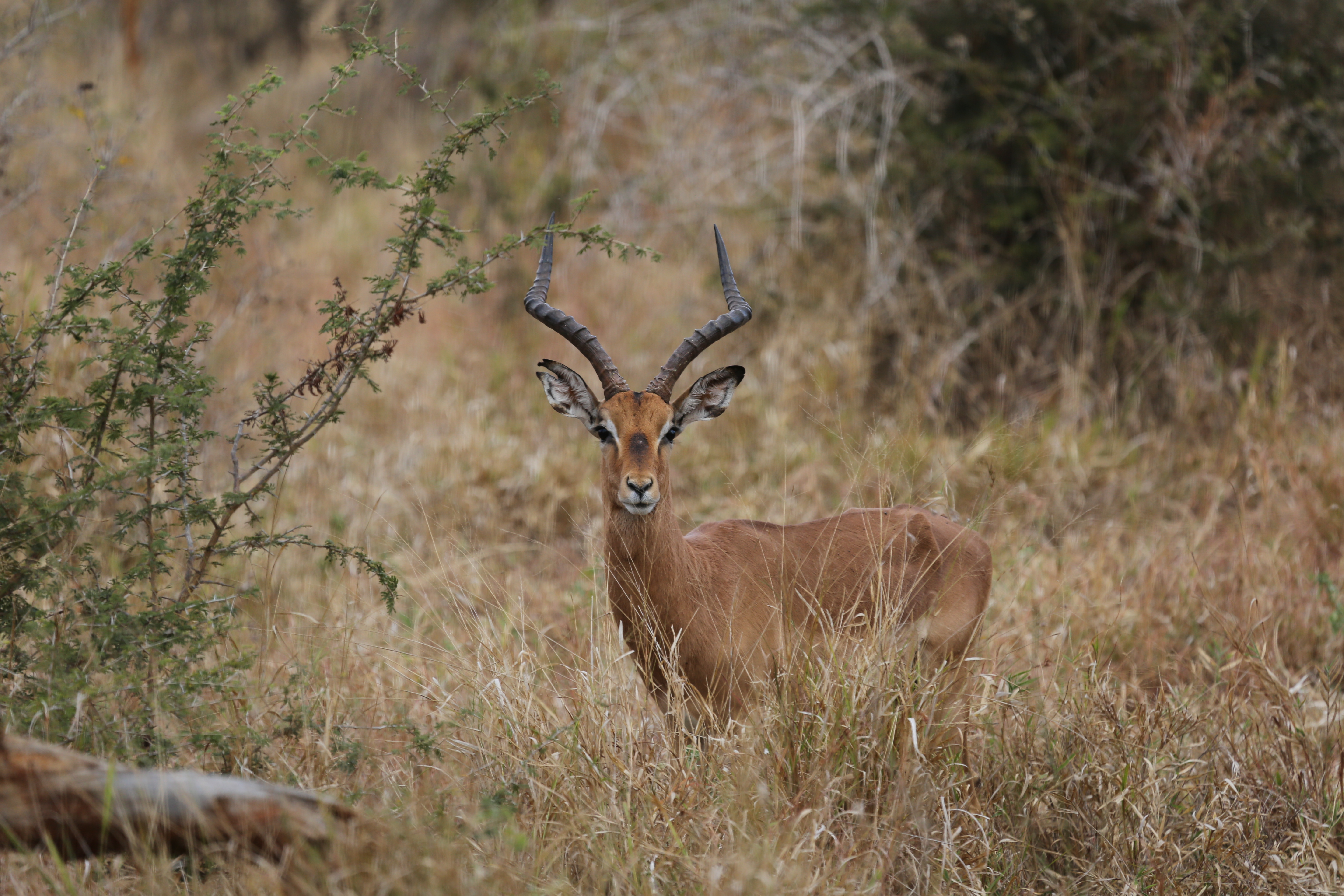 Impala