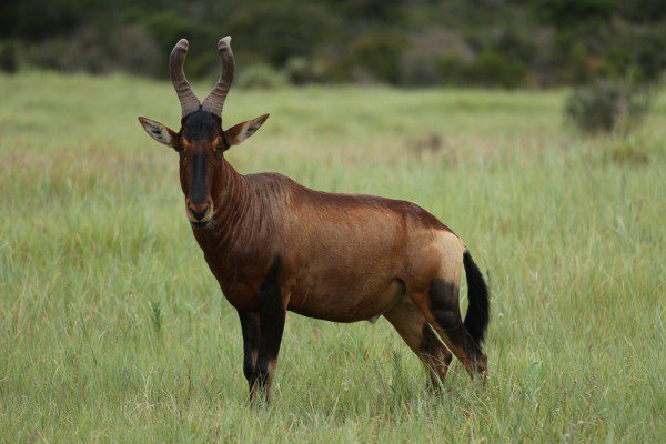 Red Hartebeest