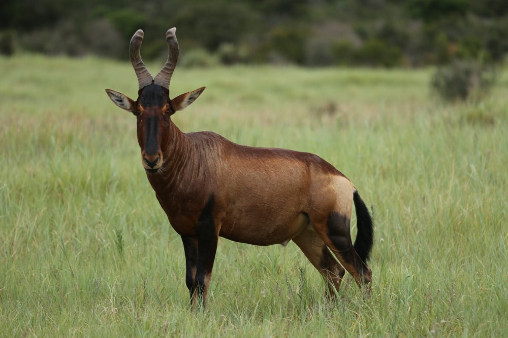 Hartebeest