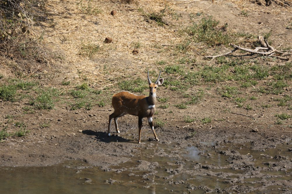 Bushbuck