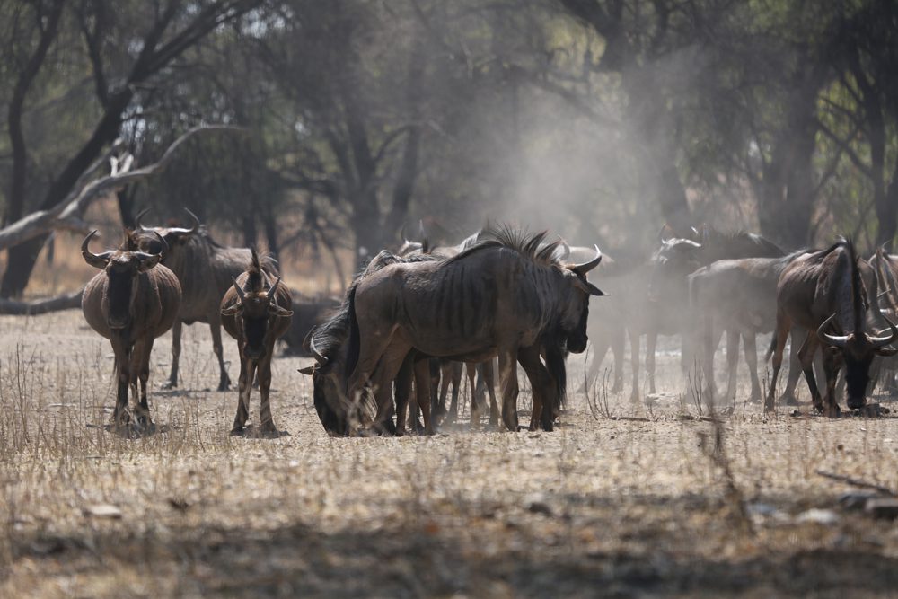Blue Wildebeest