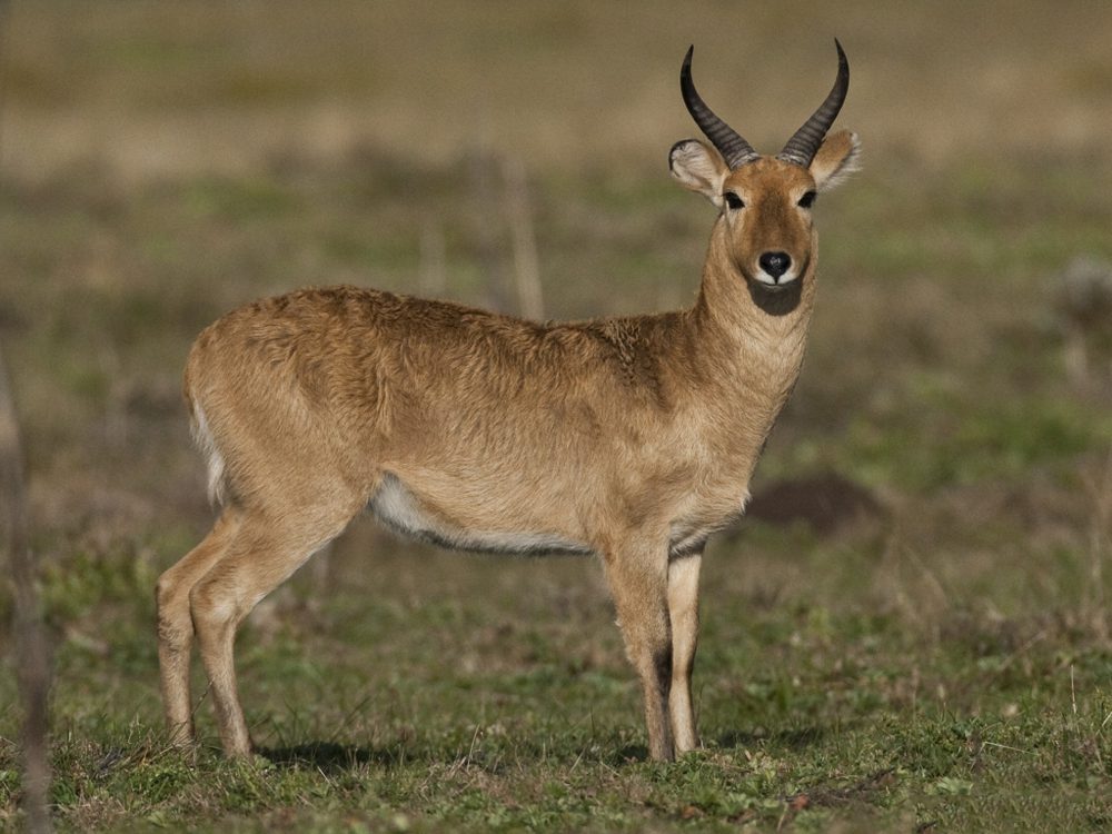 Mountain Reedbuck