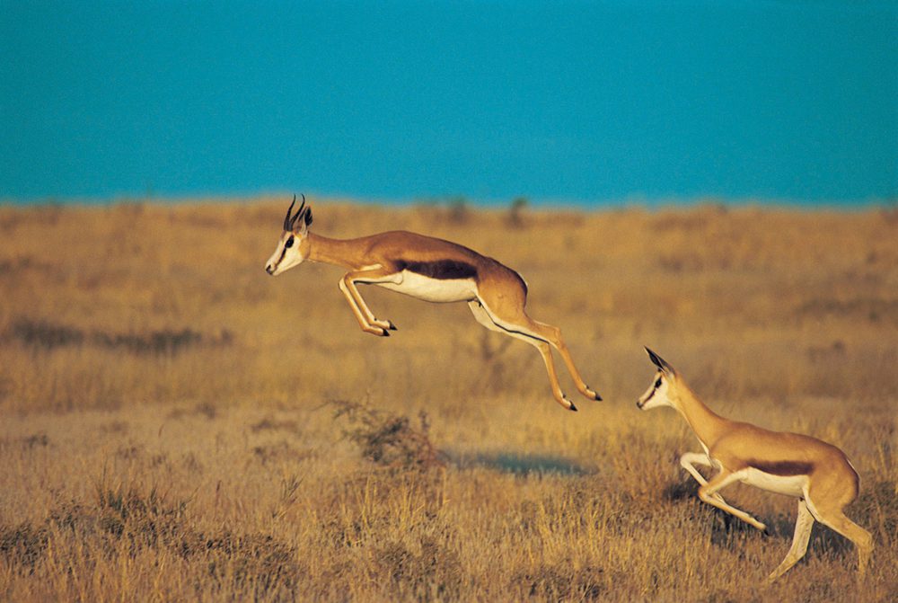 Springbuck