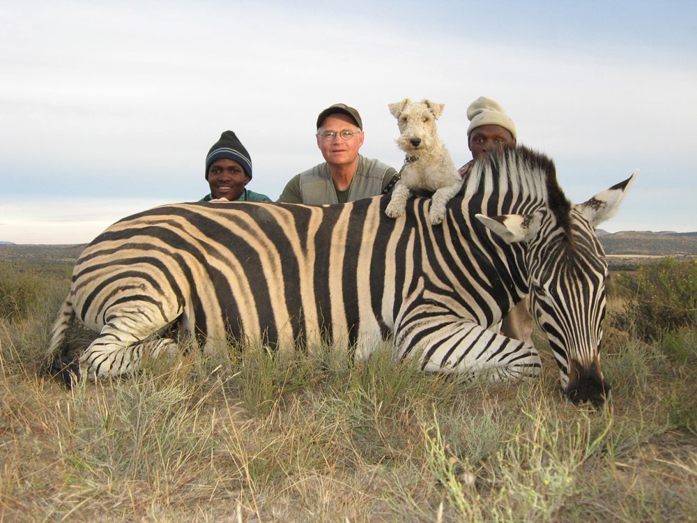 Zebra