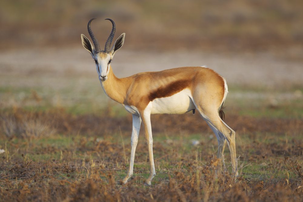 Springbuck