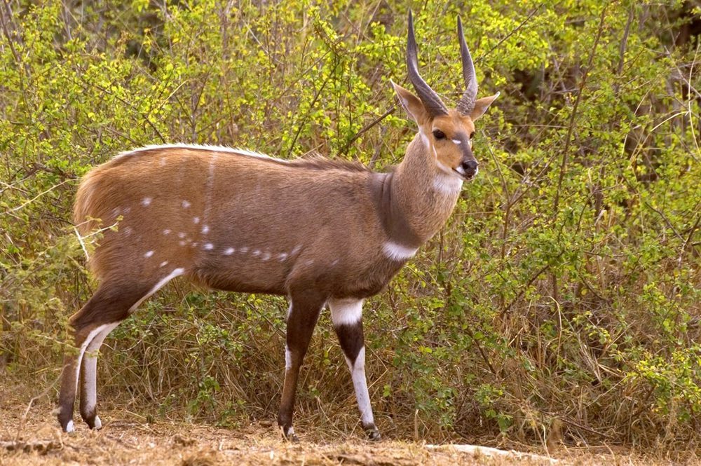 Bushbuck