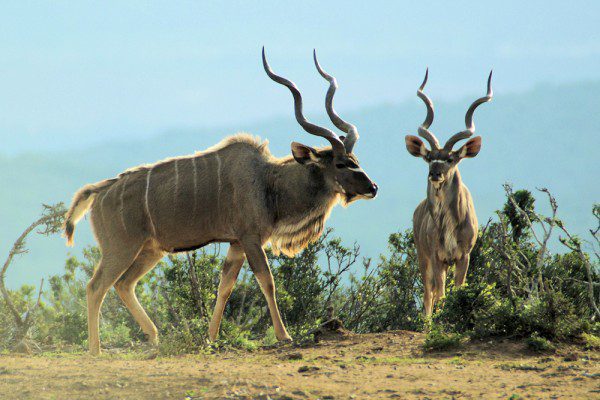 Kudu