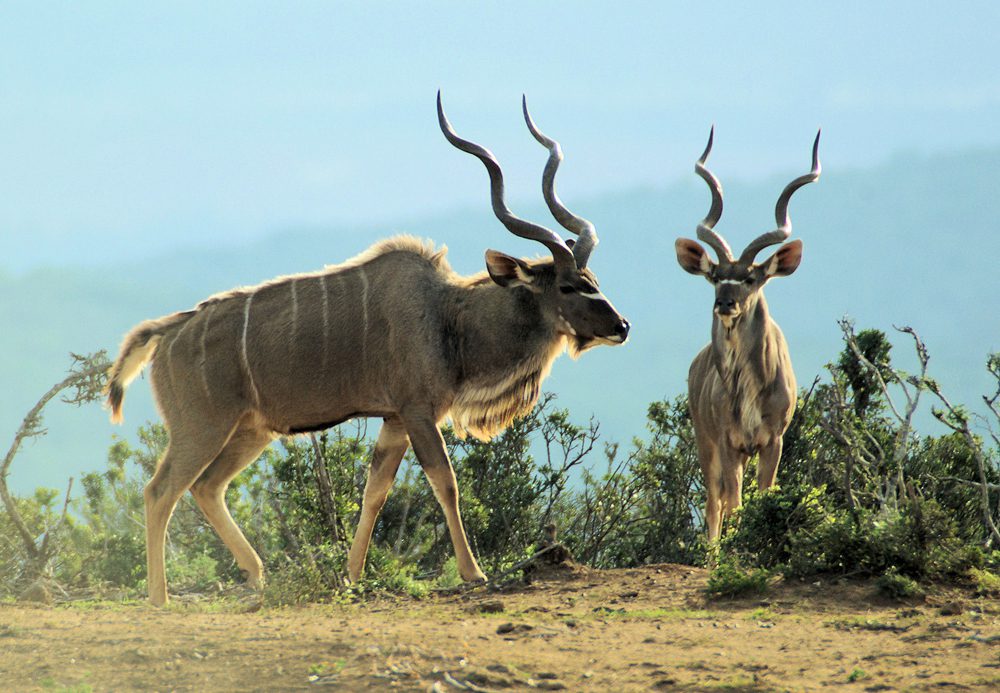 Kudu