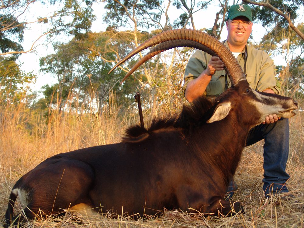 Sable Antelope