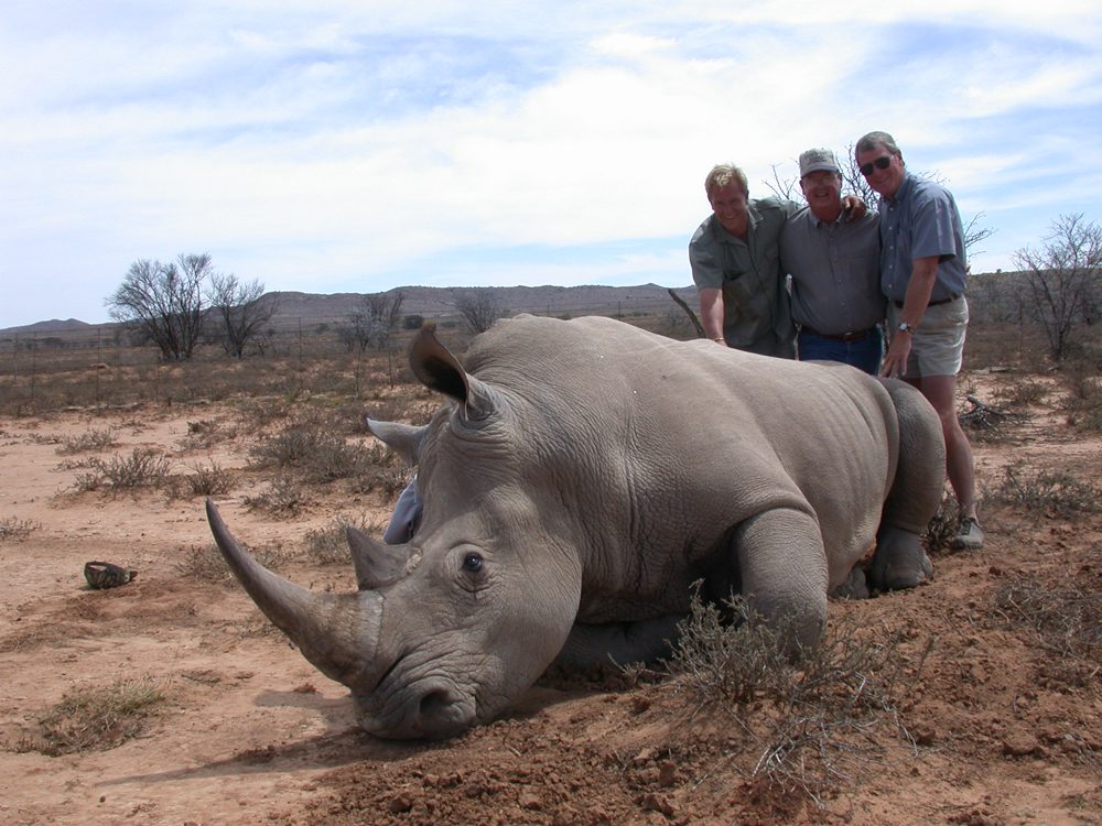 White Rhinocerus