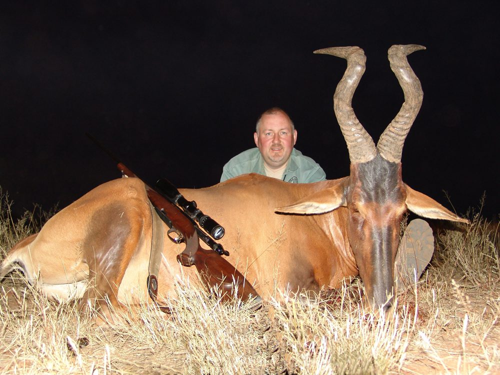 Red Hartebeest