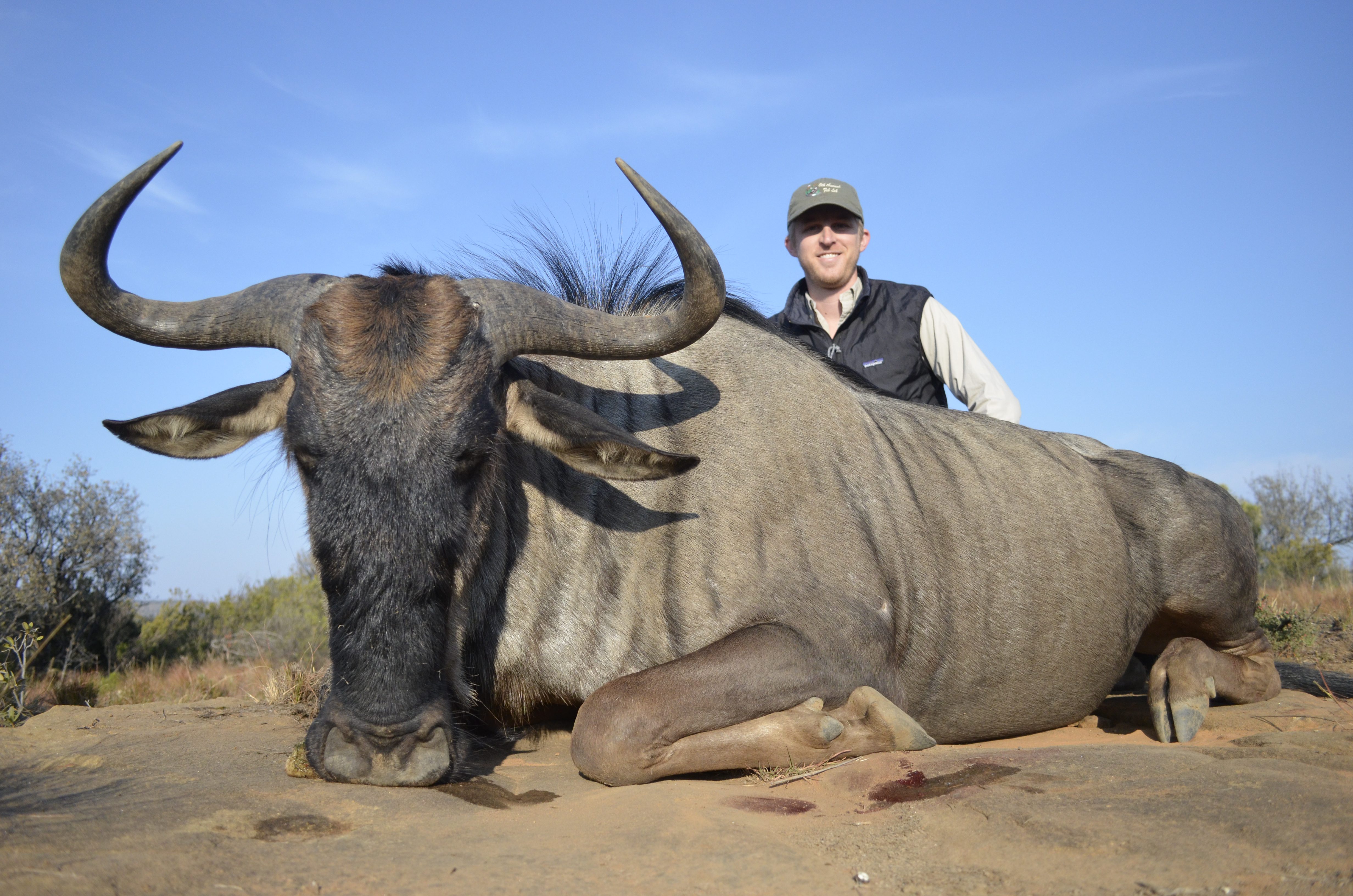 Blue Wildebeest