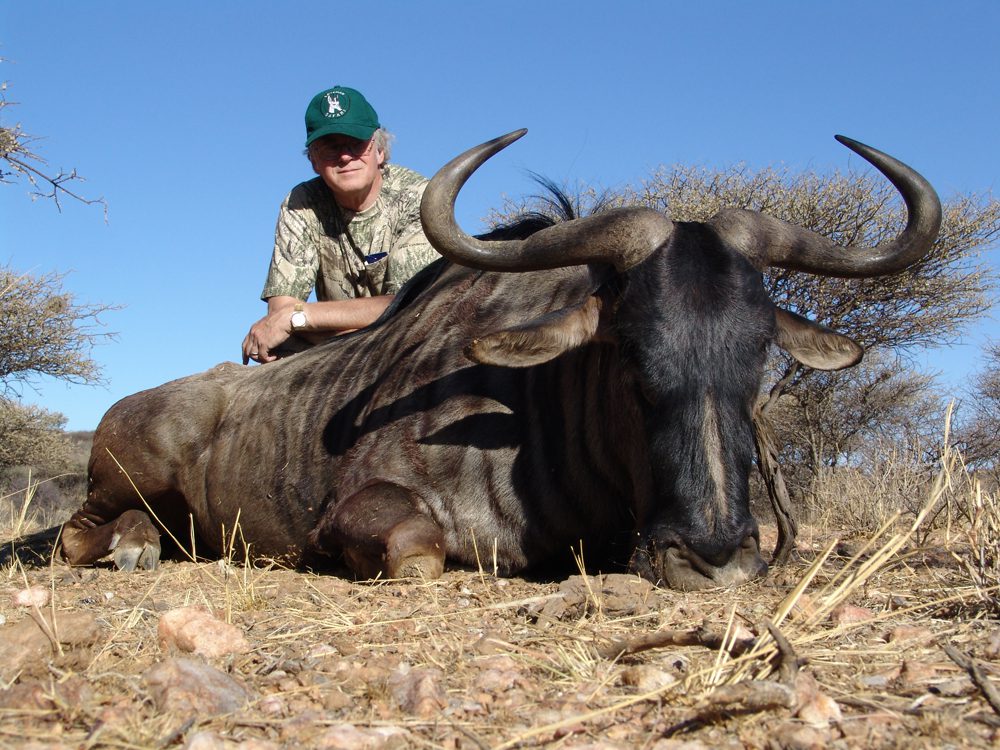 Blue Wildebeest