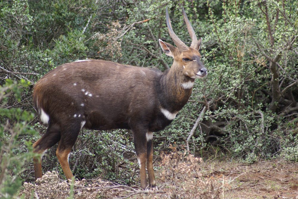 Bushbuck
