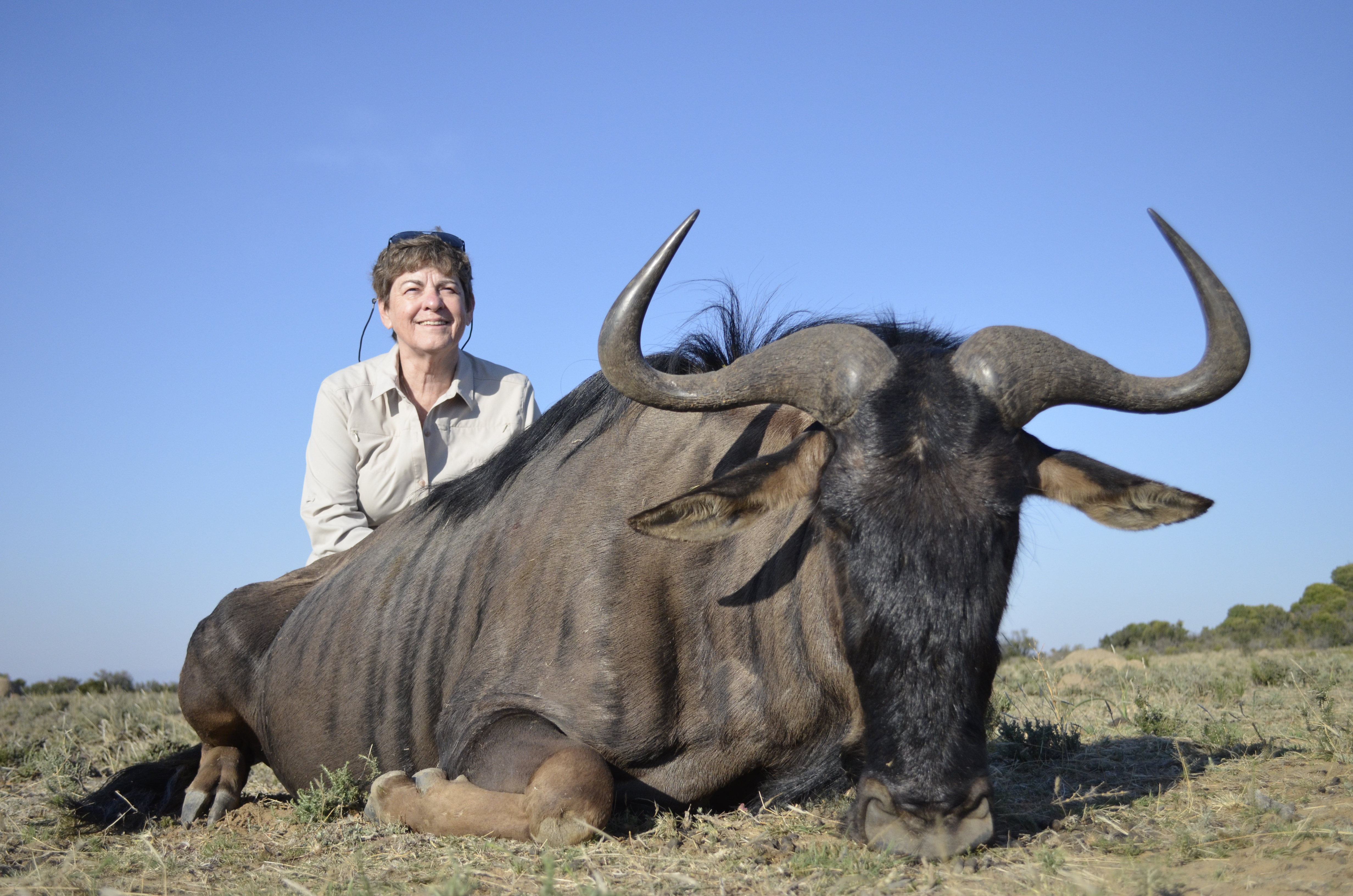 Blue Wildebeest