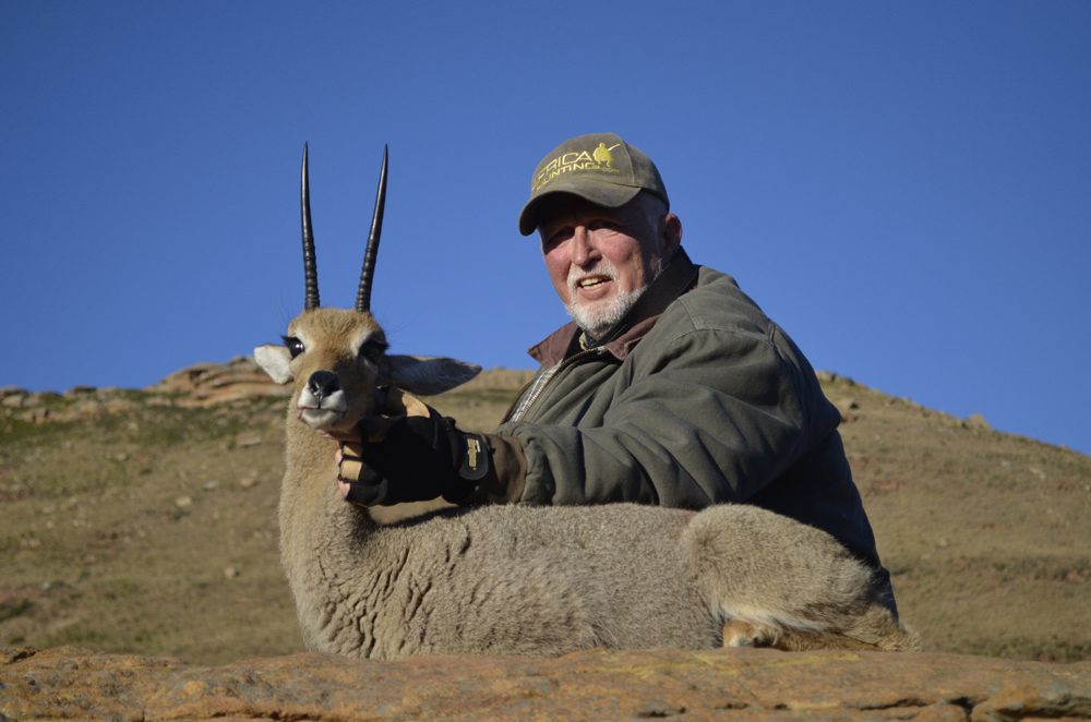 Grey Rheebuck