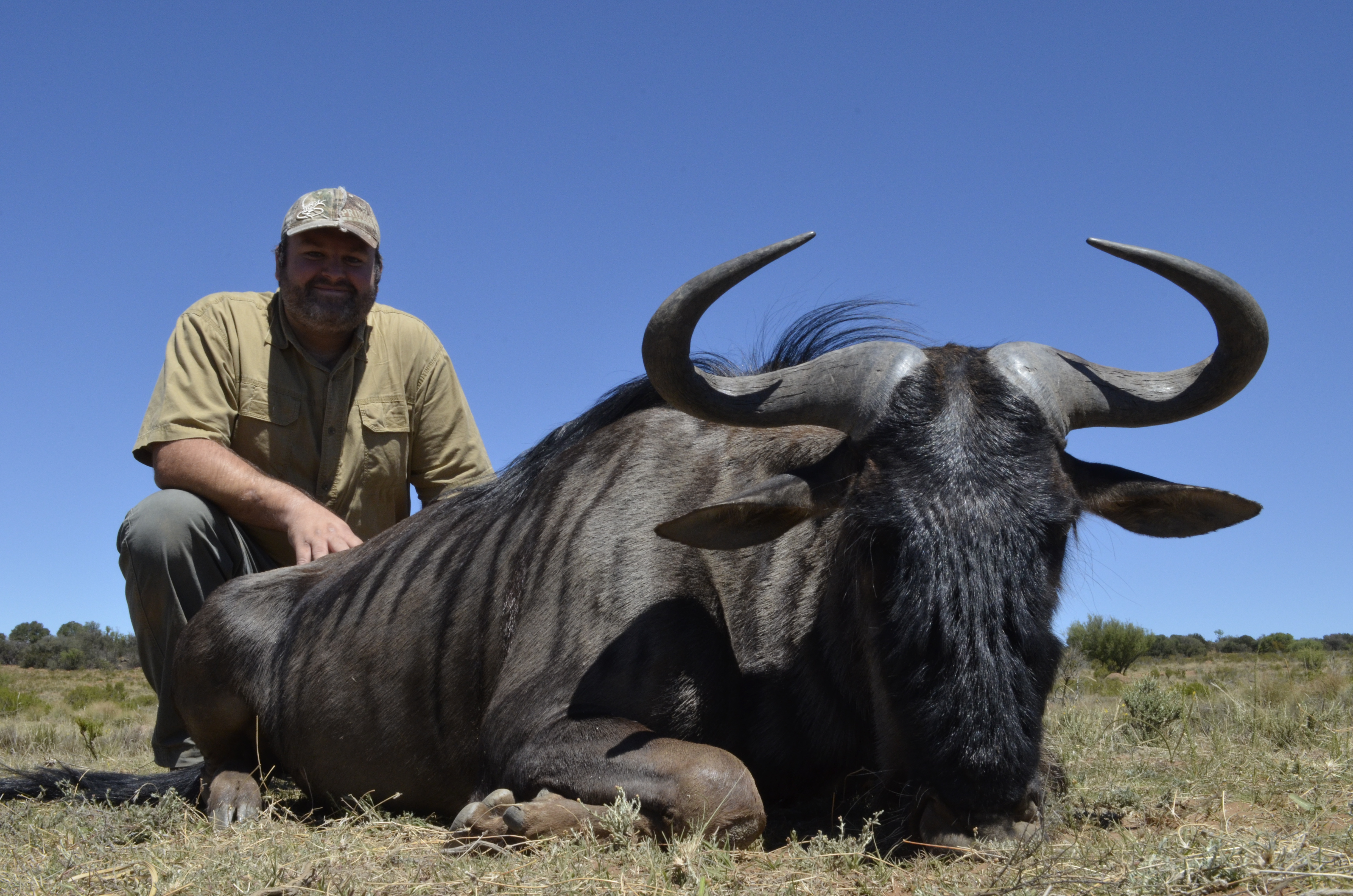 Blue Wildebeest