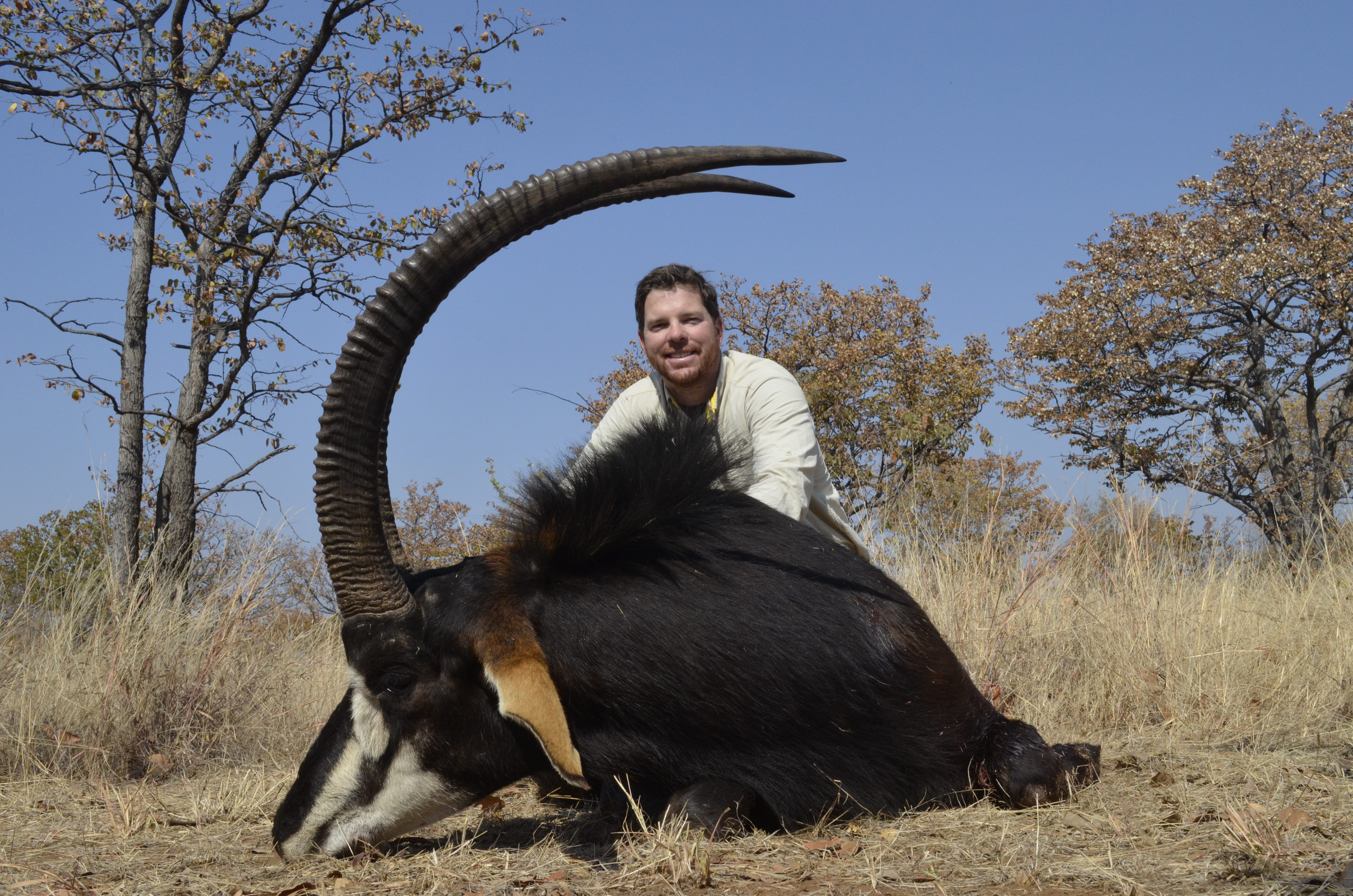 Sable Antelope