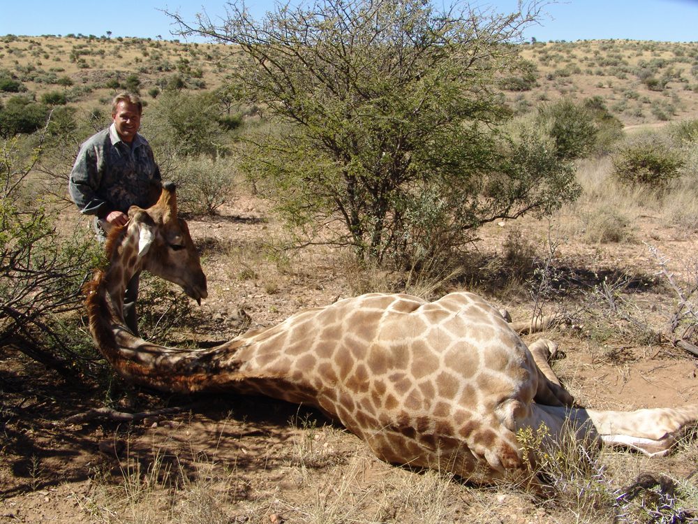 Giraffe