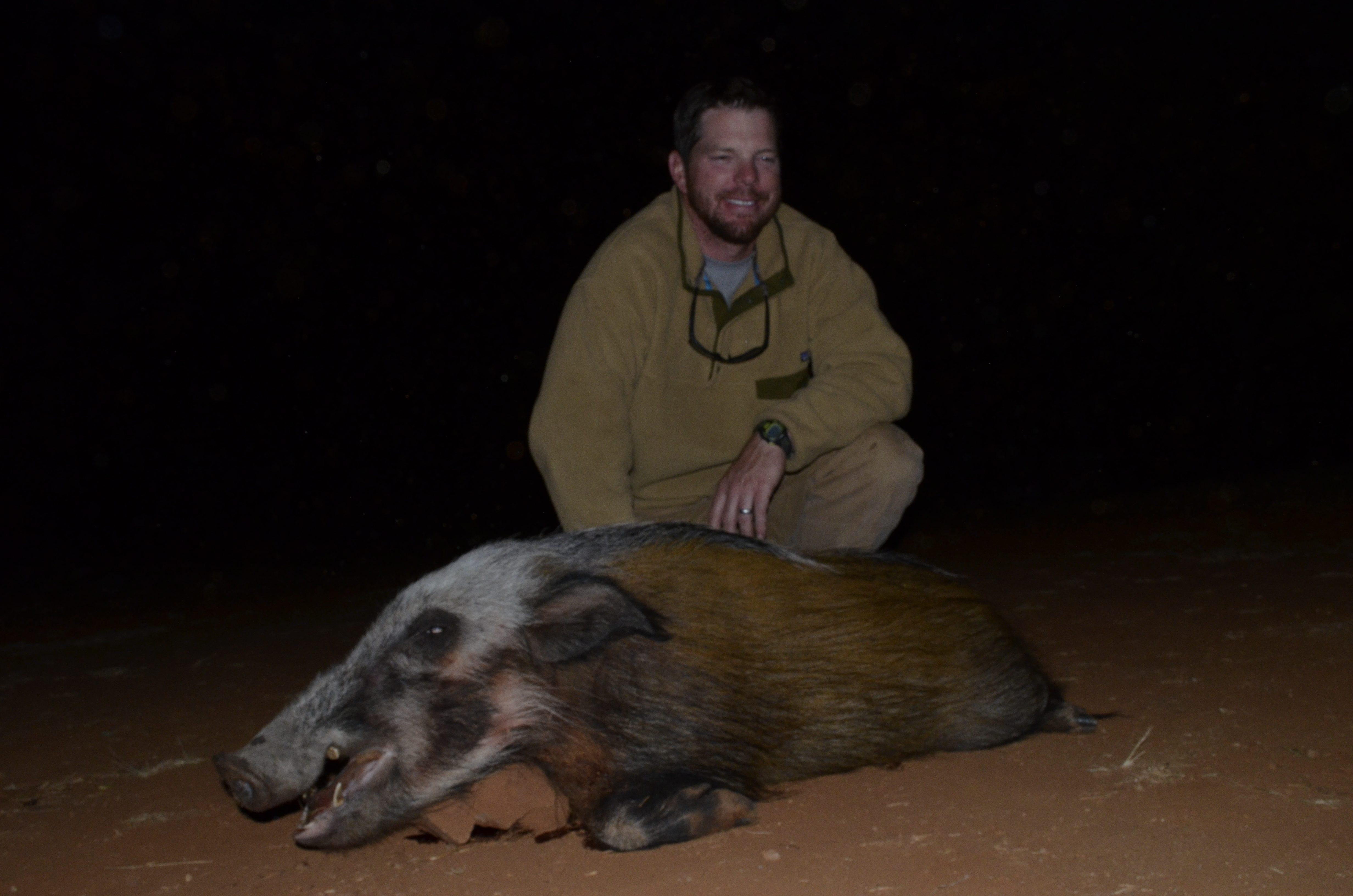 Bushpig