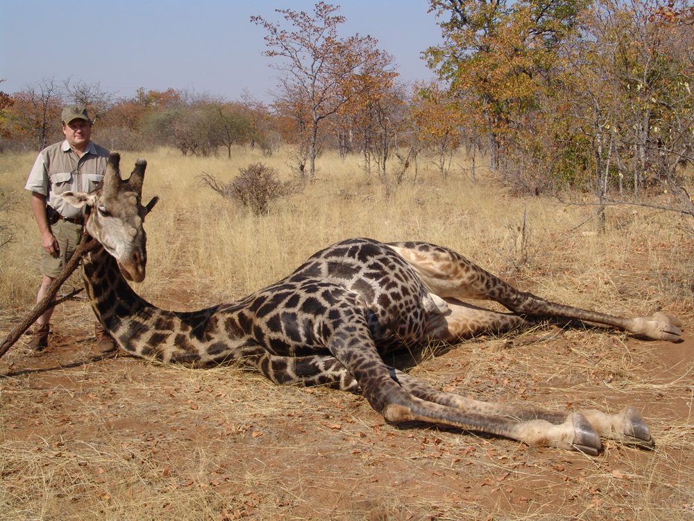 Giraffe