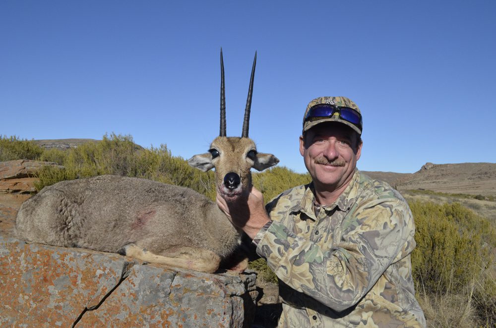 Grey Rheebuck