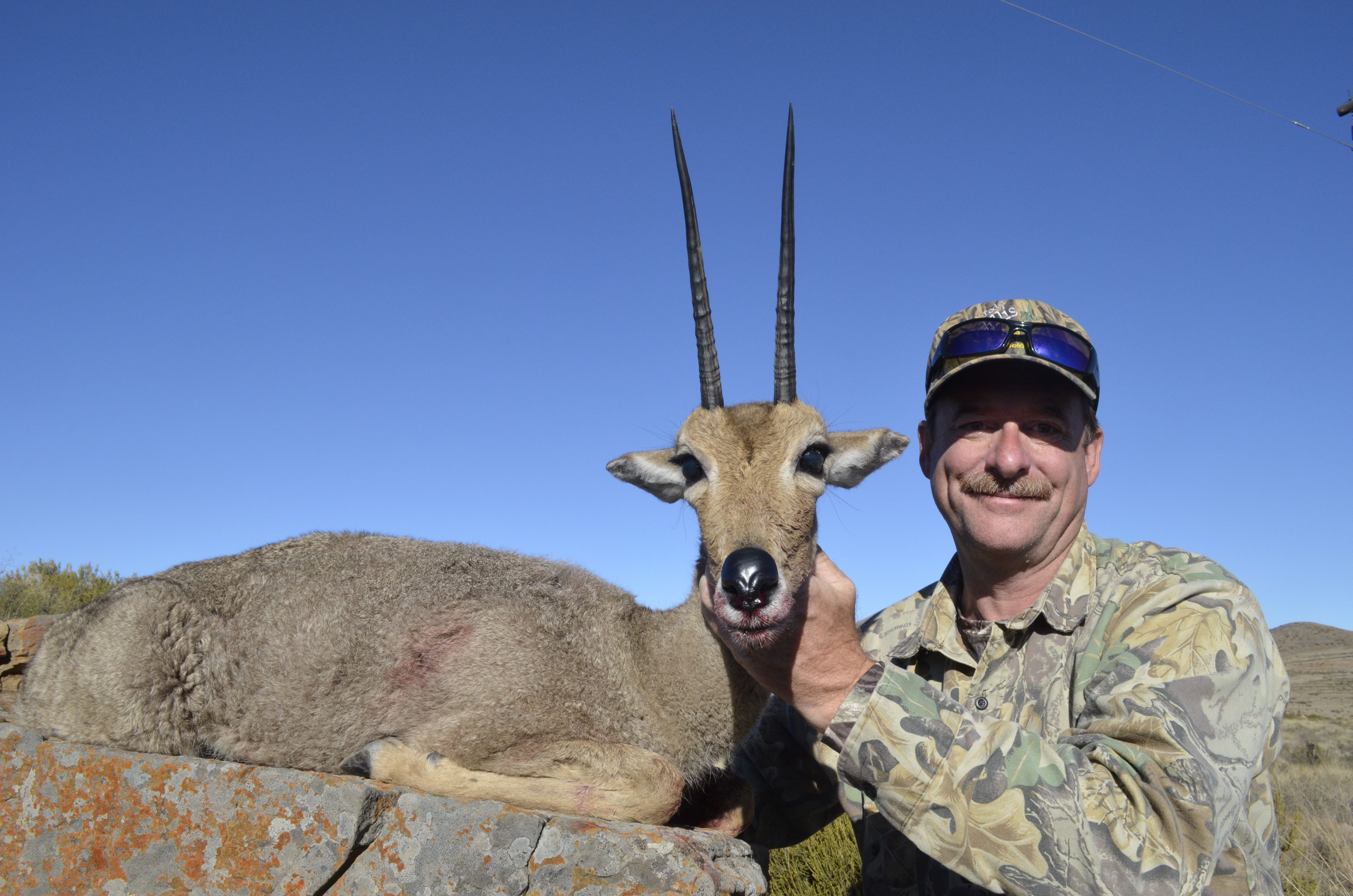 Grey Rheebuck
