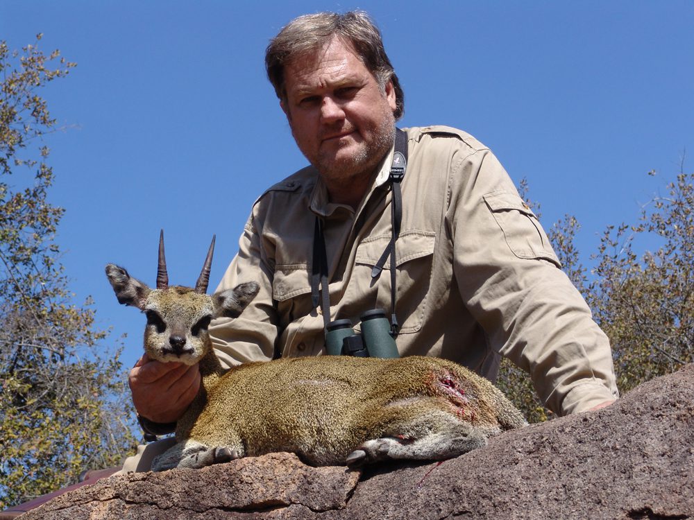 Klipspringer
