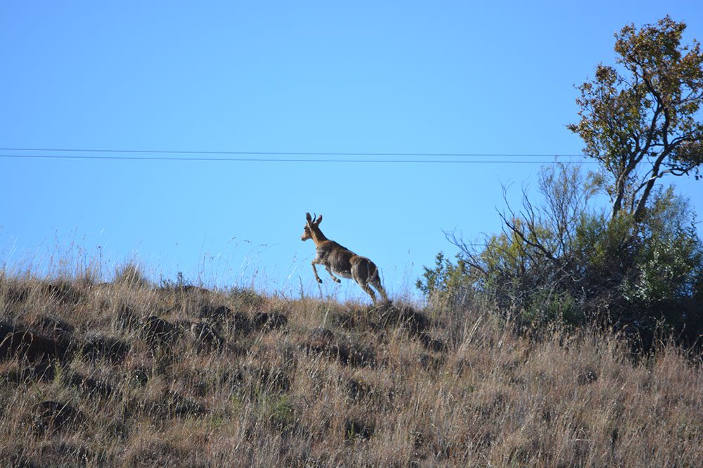 Mountain Reedbuck