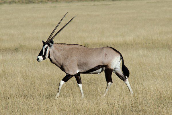 Oryx