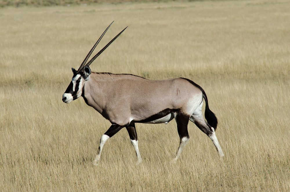 Oryx