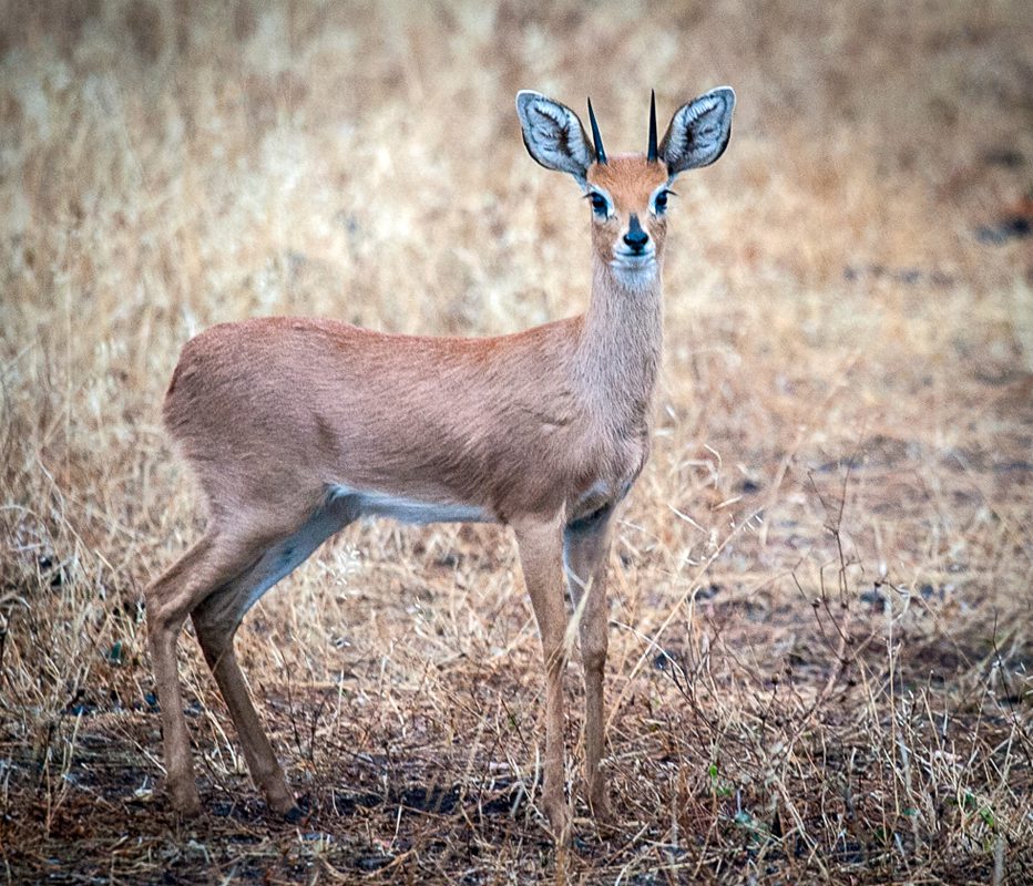 Duiker