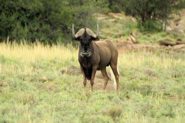 Black Wildebeest