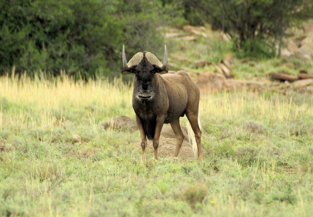 Black Wildebeest