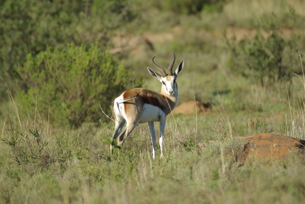 Springbuck