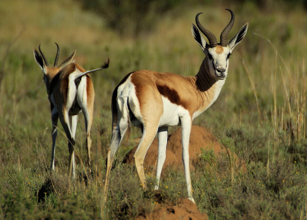 Springbuck