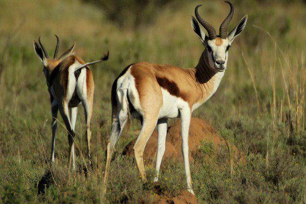Springbuck