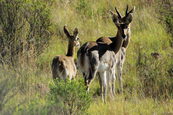 Mountain Reedbuck