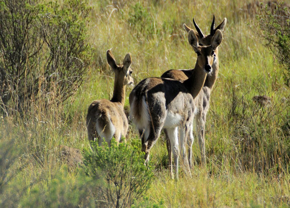 Mountain Reedbuck