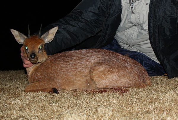 Grysbuck