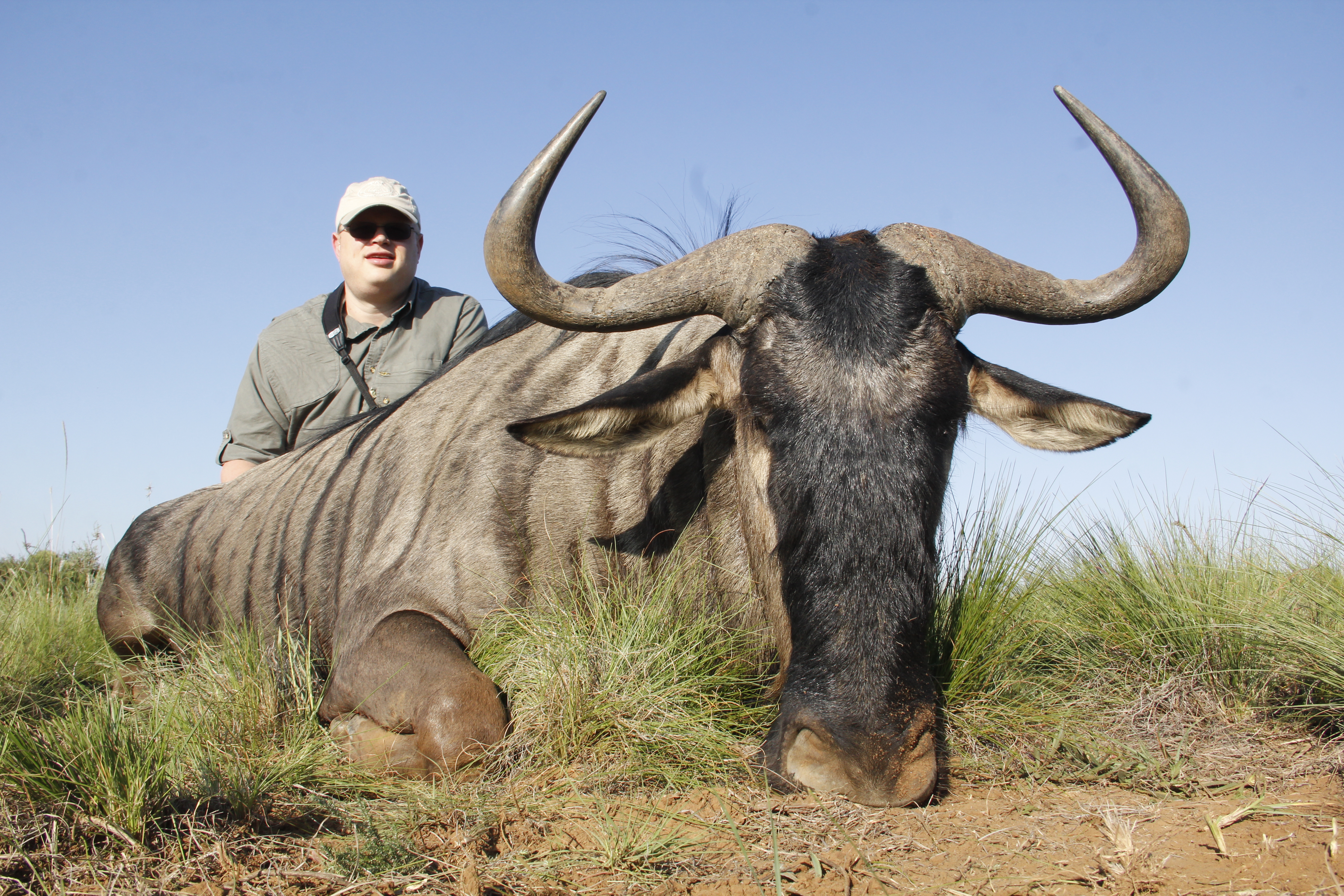 Blue Wildebeest