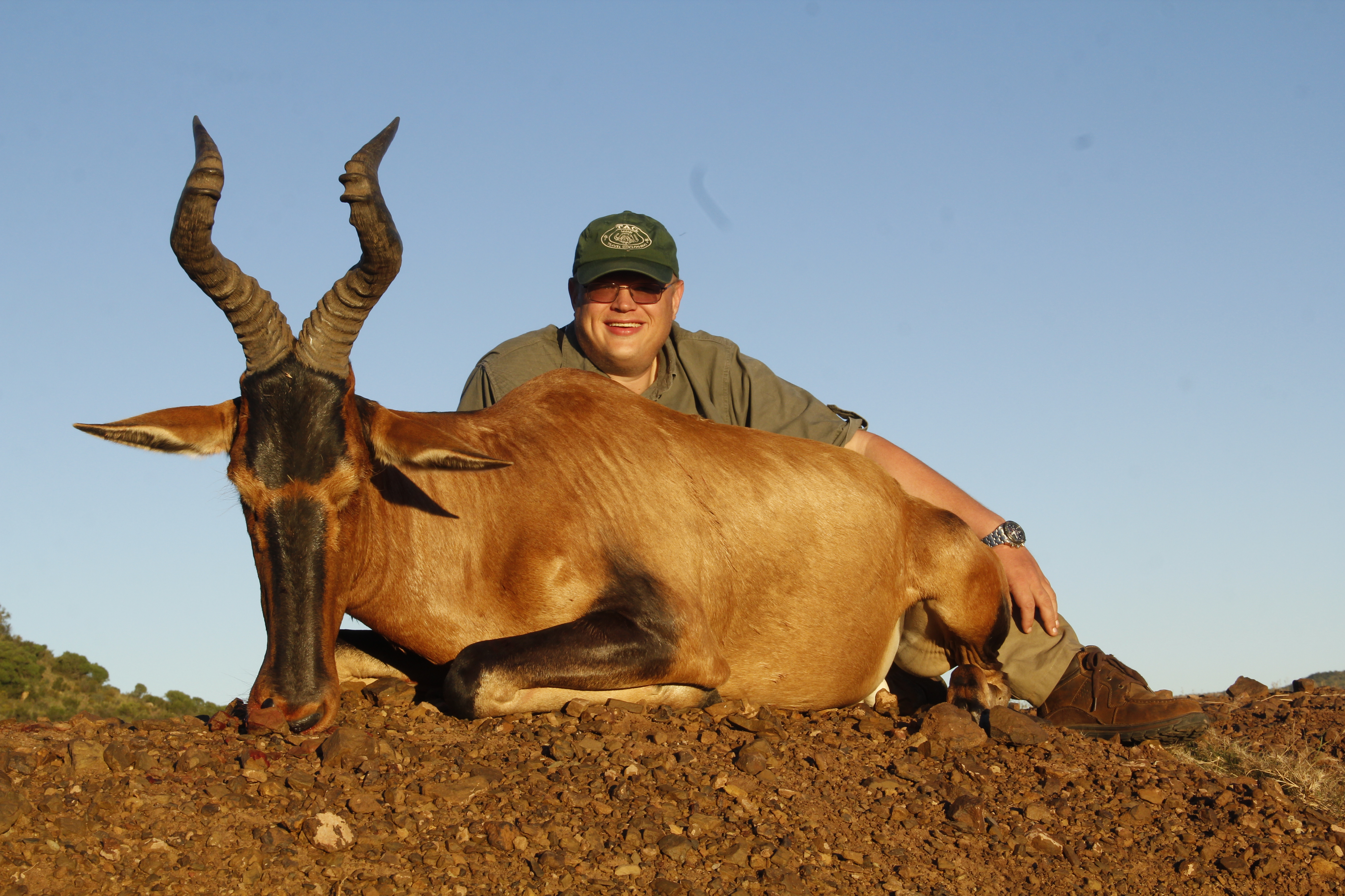Hartebeest