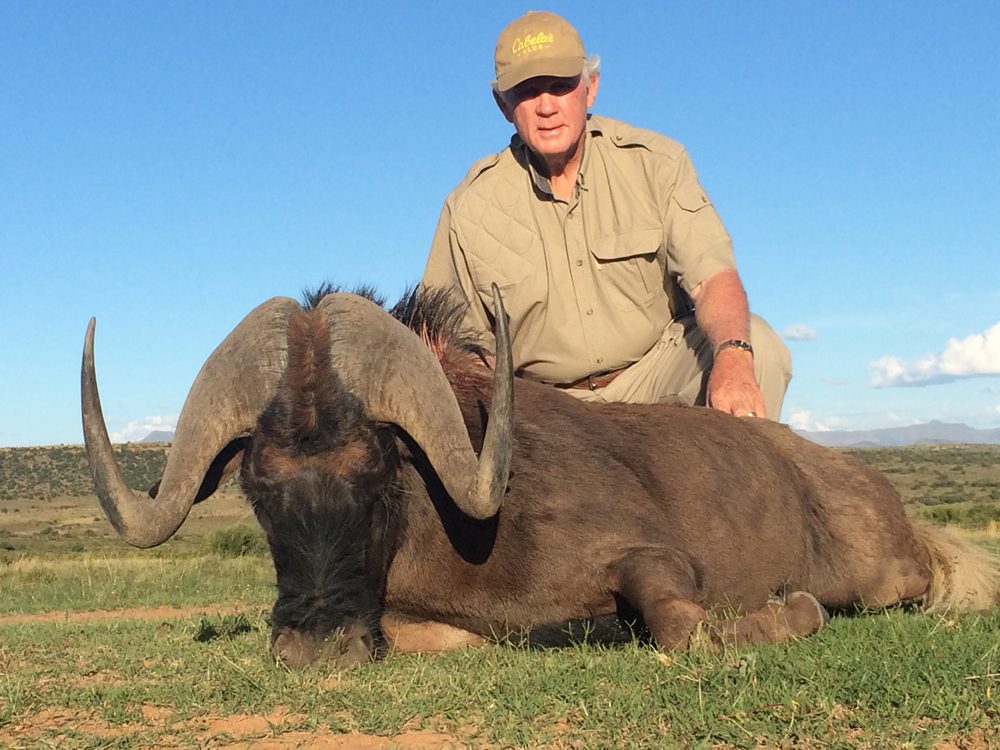 Black Wildebeest