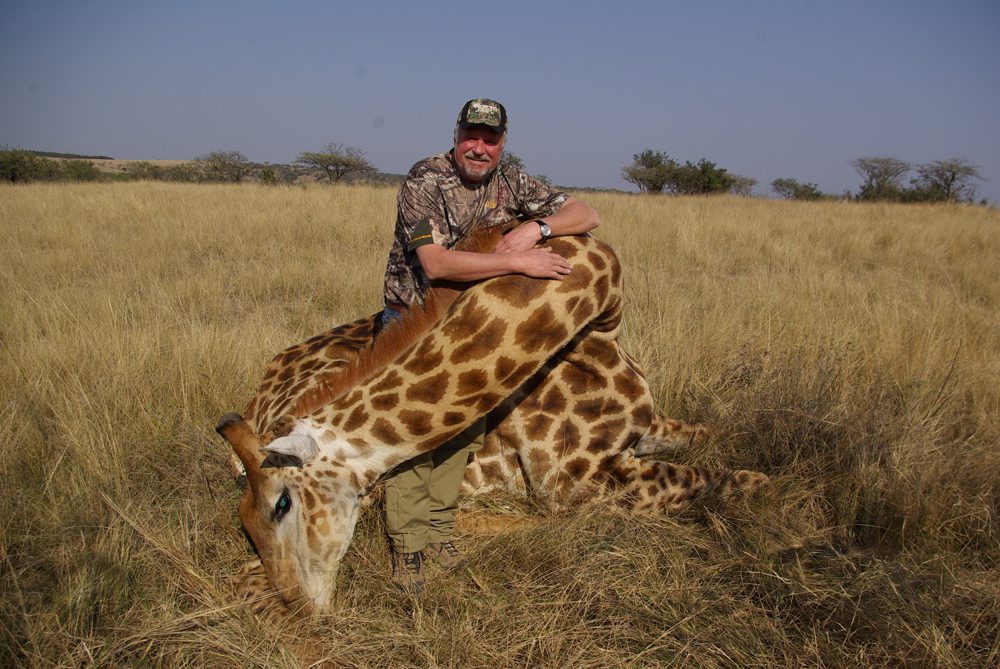 Giraffe