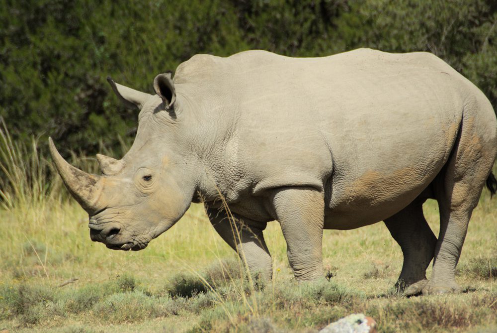 White Rhinocerus